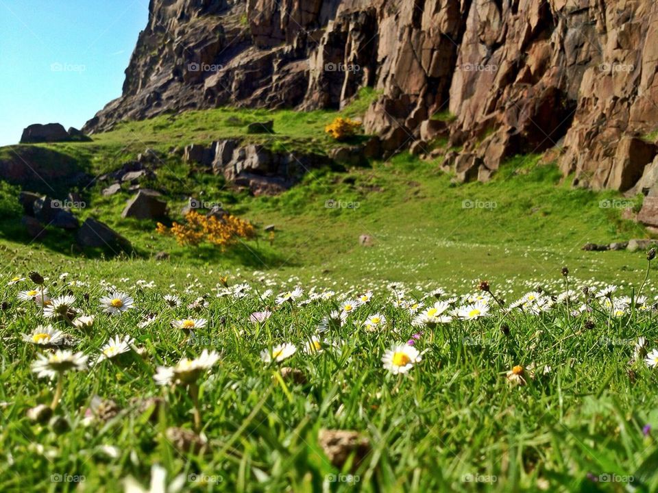 Scottish Daisies