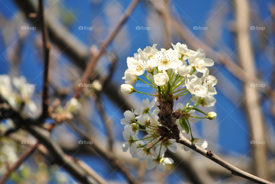 spring flowers