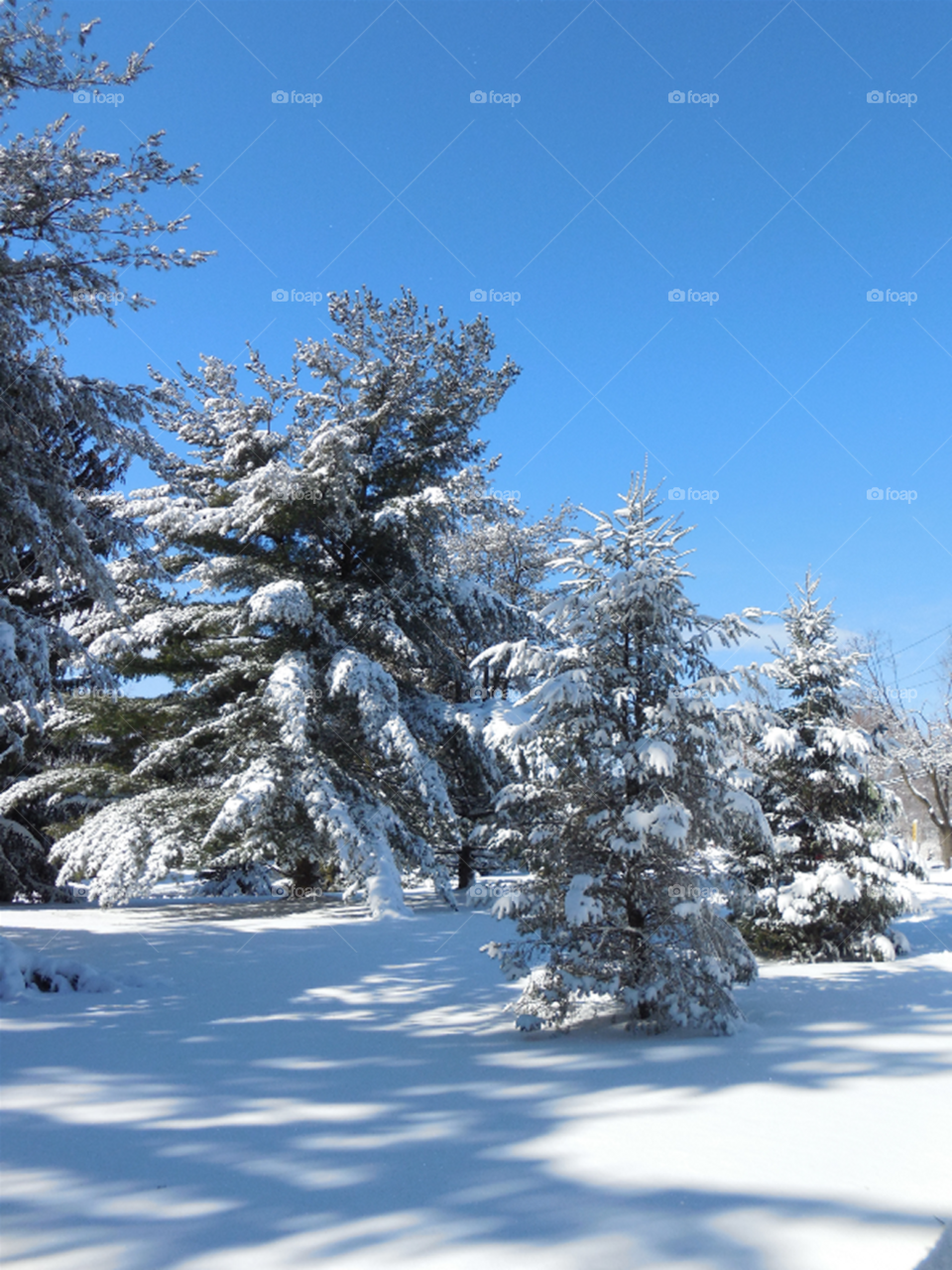 Large snowy pines