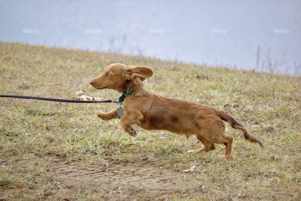 Long haired mini dapple dachshund puppy with brown nose and blue eyes running outside on leash with ears back