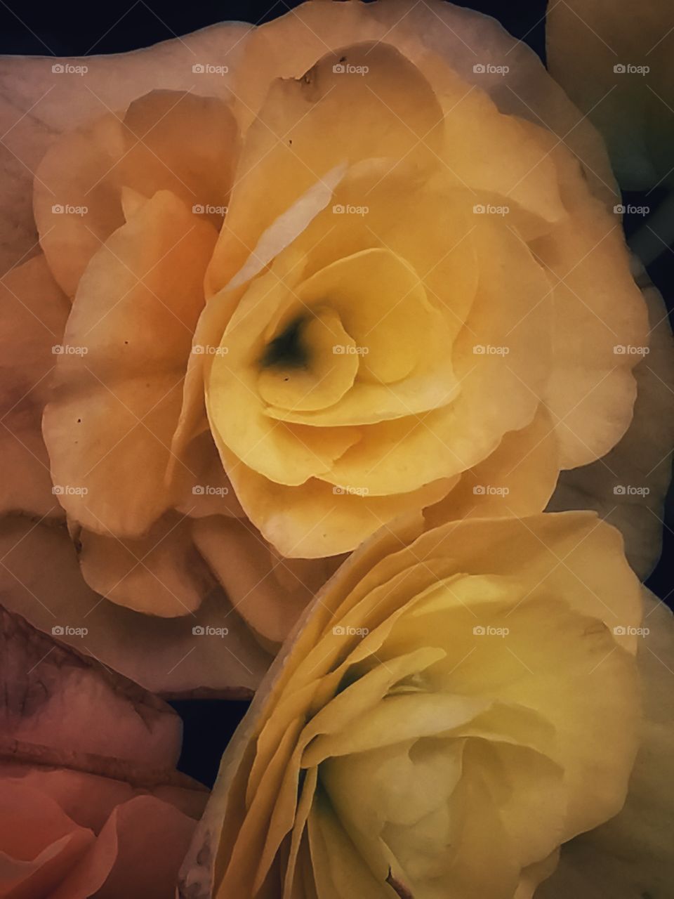 Plant green house Park colors greens