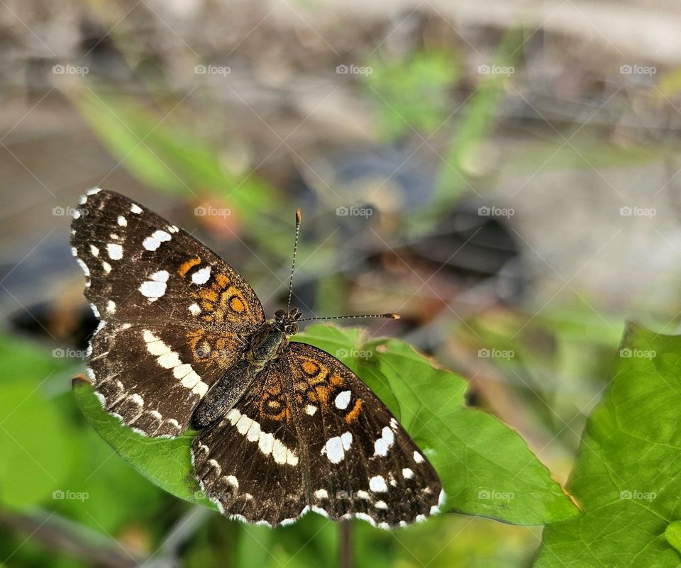 "A sign of spring" a butterfly against a bokeh background of vegetation. a healthy environment for new beginnings.