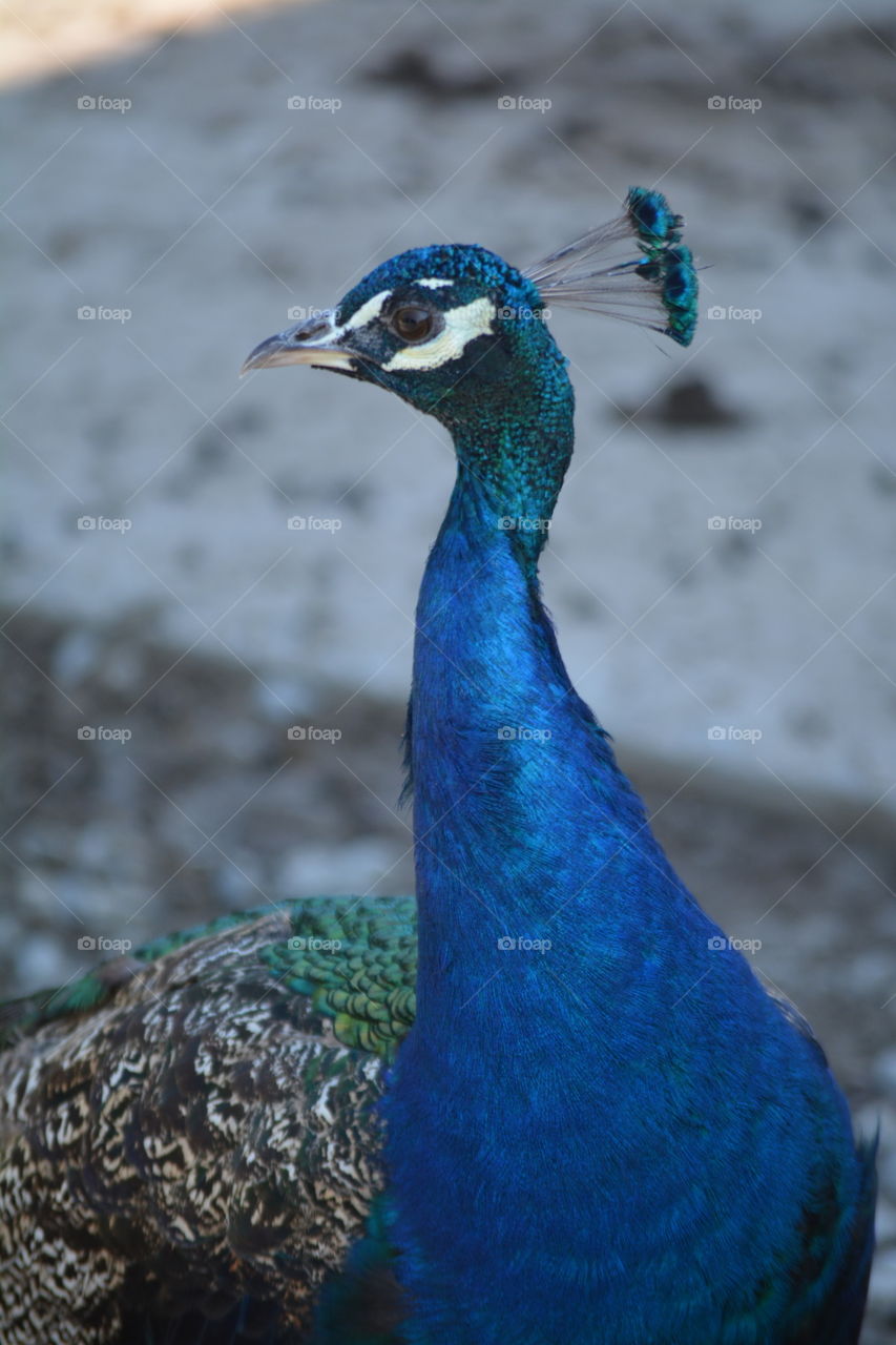 Peacock