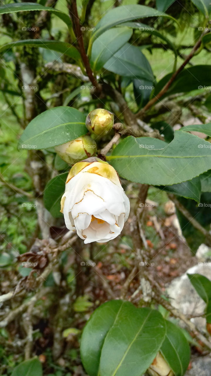 FLOR JARDIM CAMÉLIAS