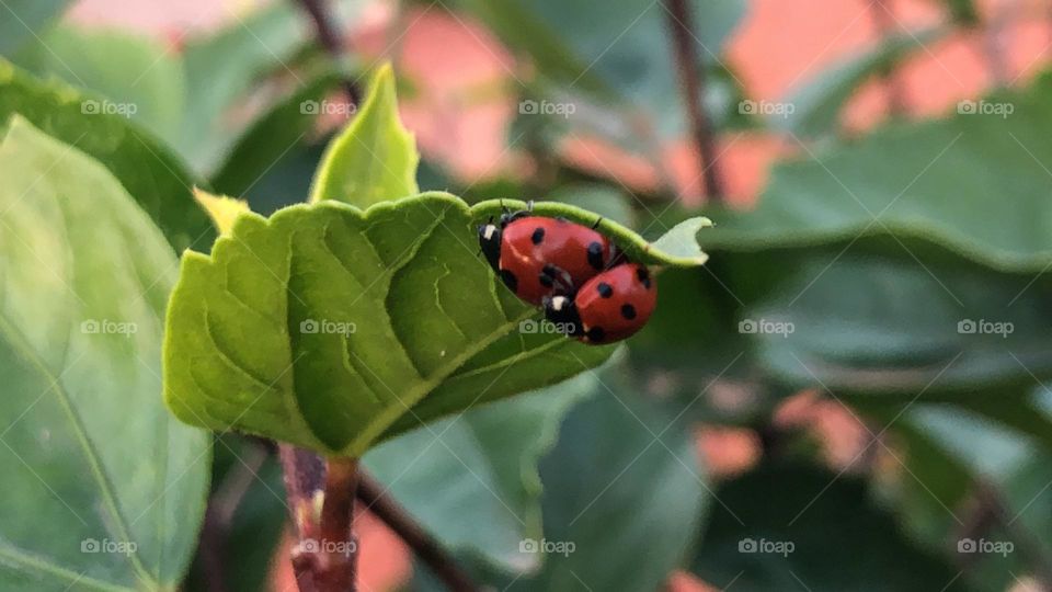 Mate of ladybugs on green leaves