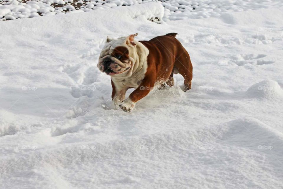 Bully in the Snow