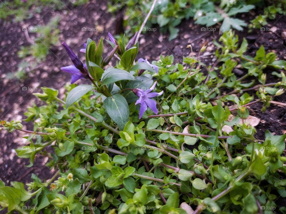 Periwinkle herbaceous — a species of perennial herbaceous plants