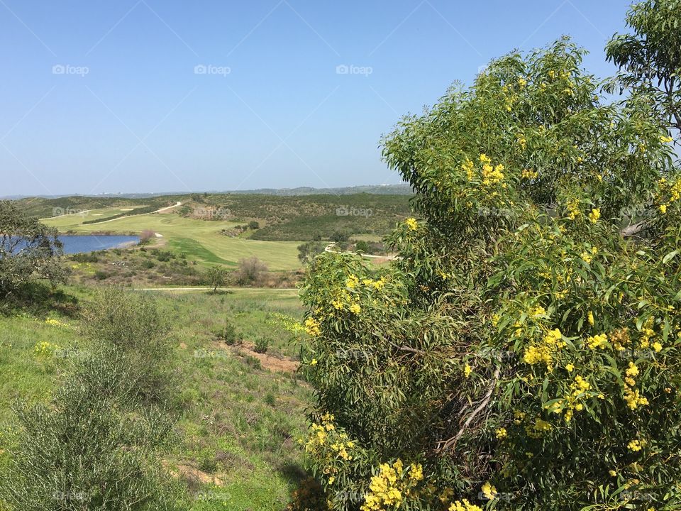 Countryside view with mimosa