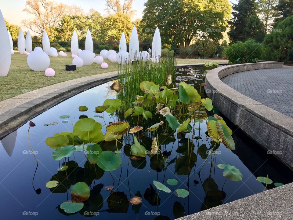 Pond in the park with water lilies