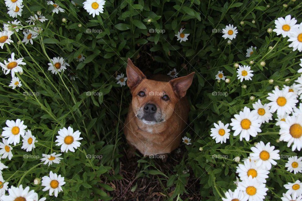Directly above view of dog in flower garden