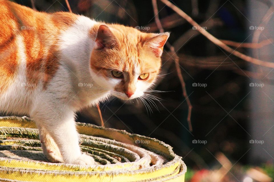 He's young but already a beauty! Handsome ginger stray cat.