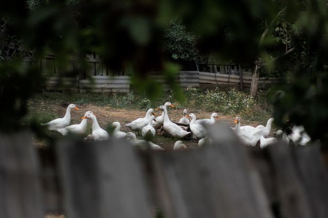 Goslings