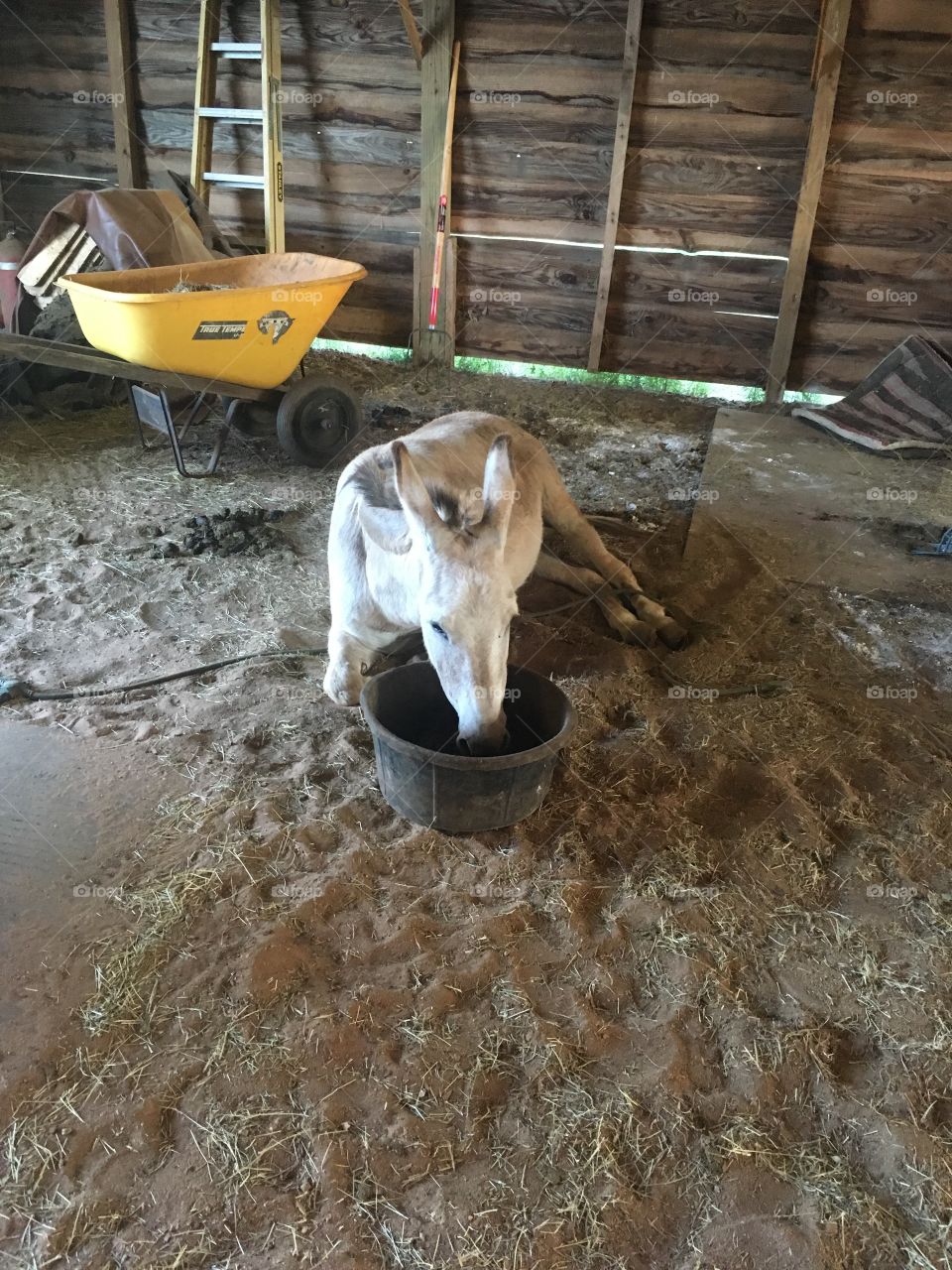 When the donkey is too tired to get up