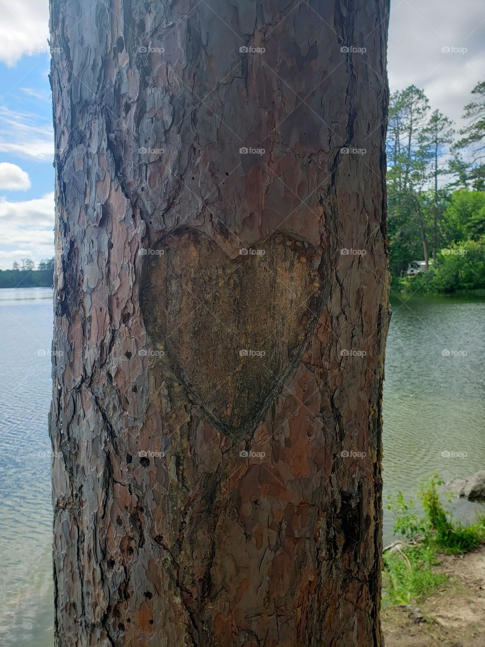 carved heart in a tree.