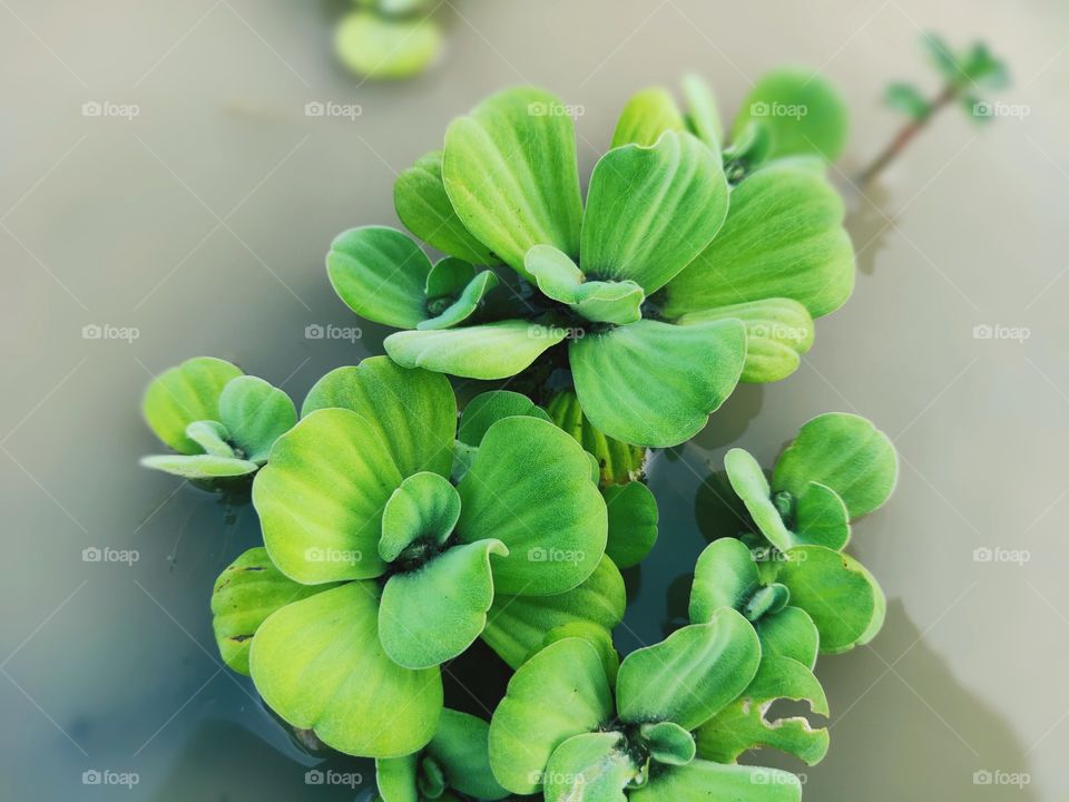 apu apu plant that grows in rice fields. with water mixed with mud