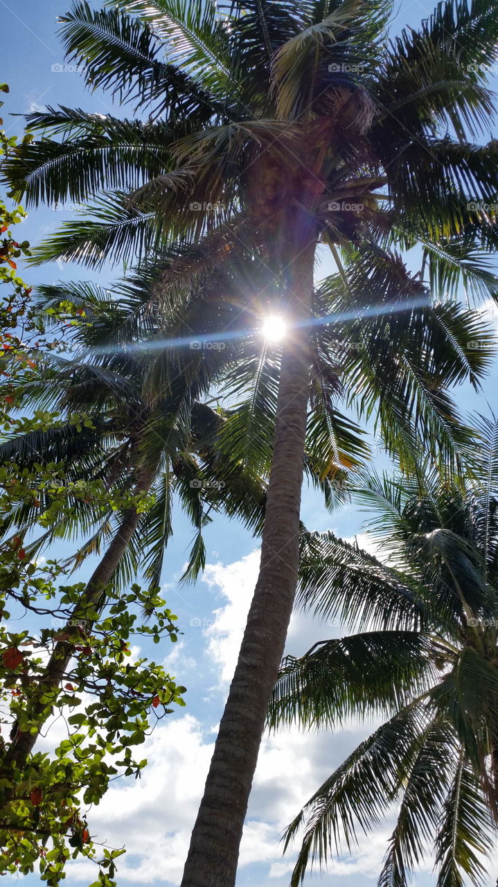 sun on the palm