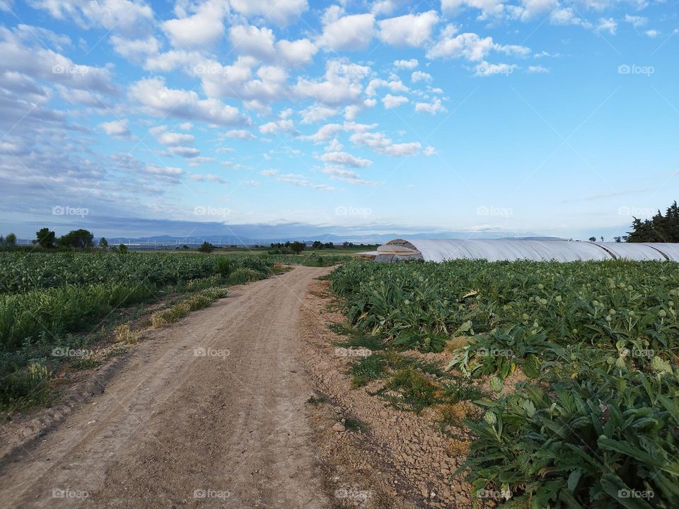way to the greenhouse