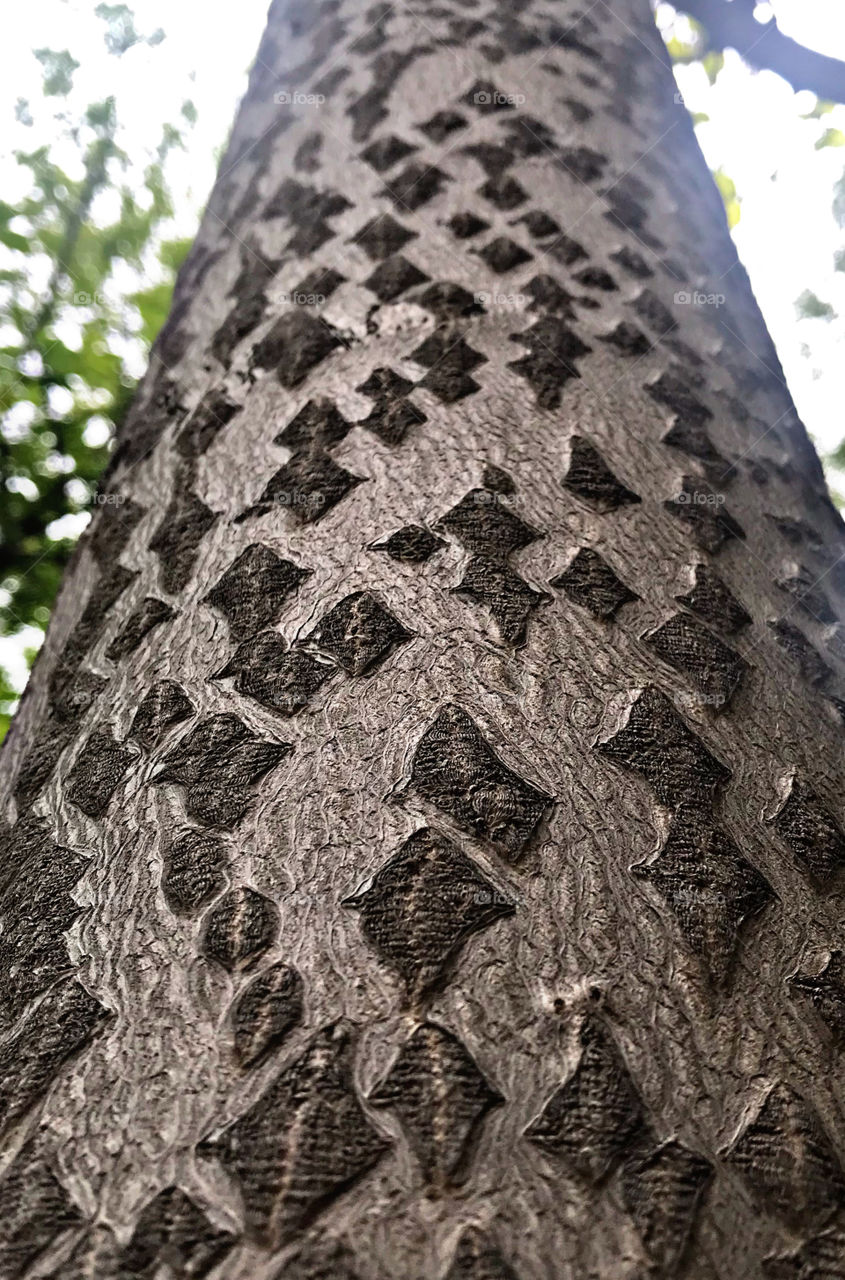 Diamond shape on tree