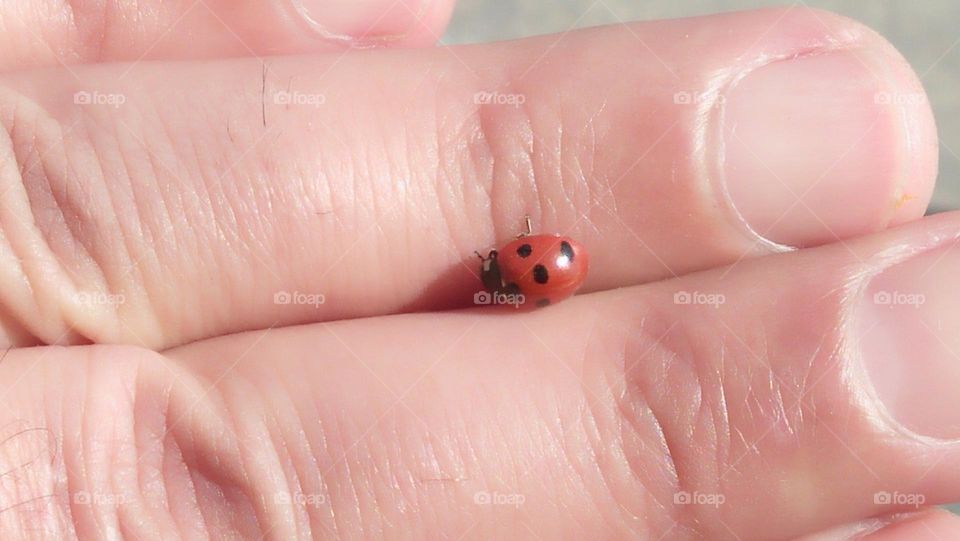 red ladybug feels in peace on my fingers.