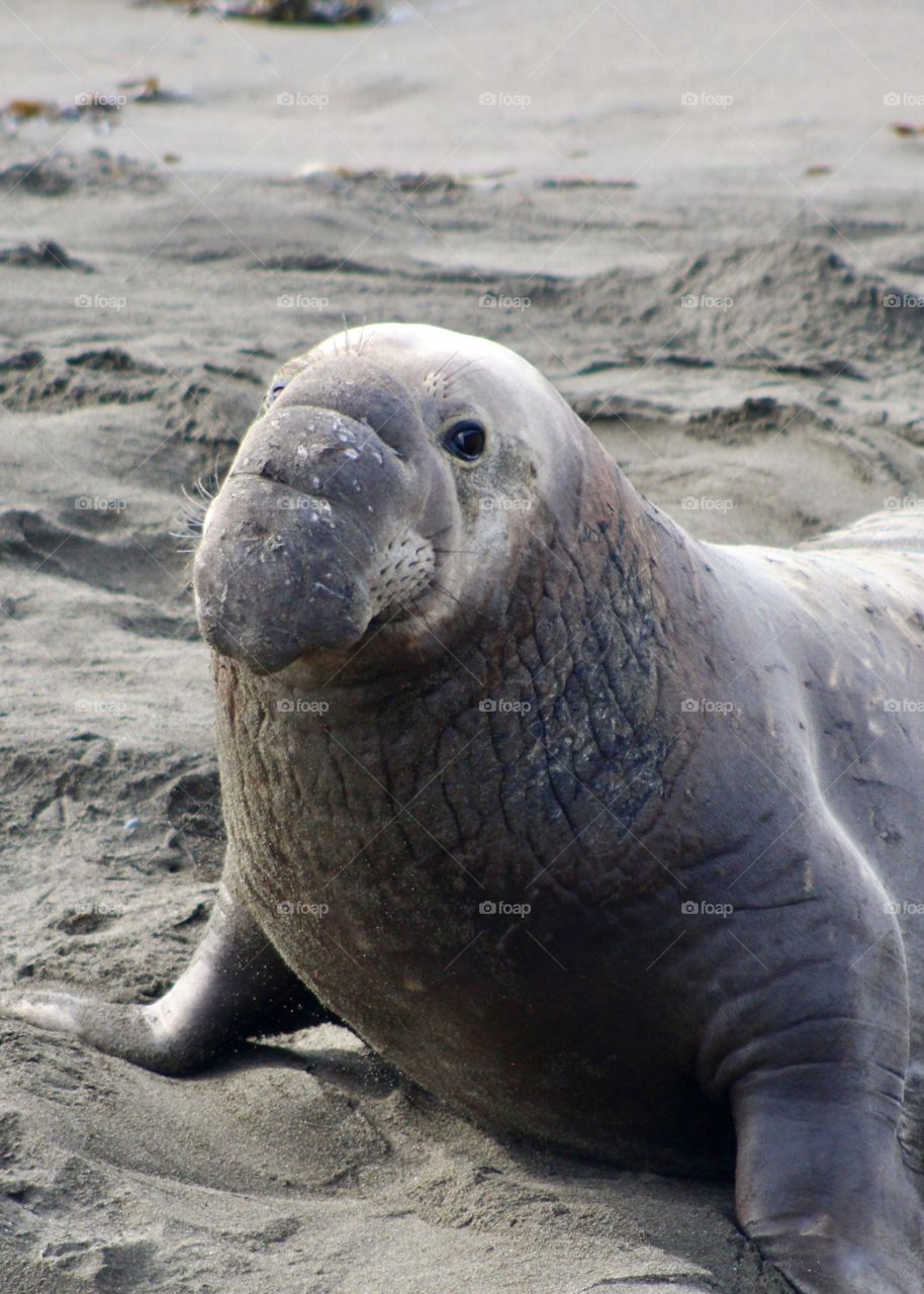 Seal