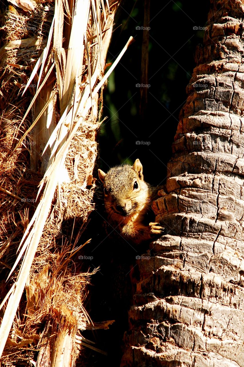 A squirrel between trees peeking out