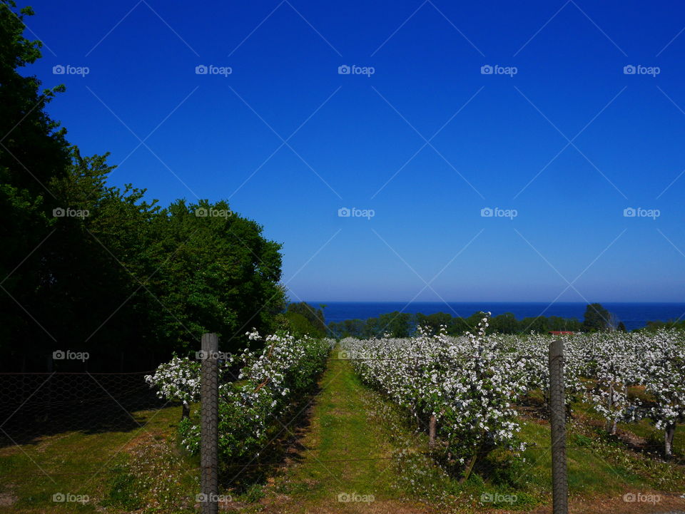 Apple trees in bloom in the Swedish landscape