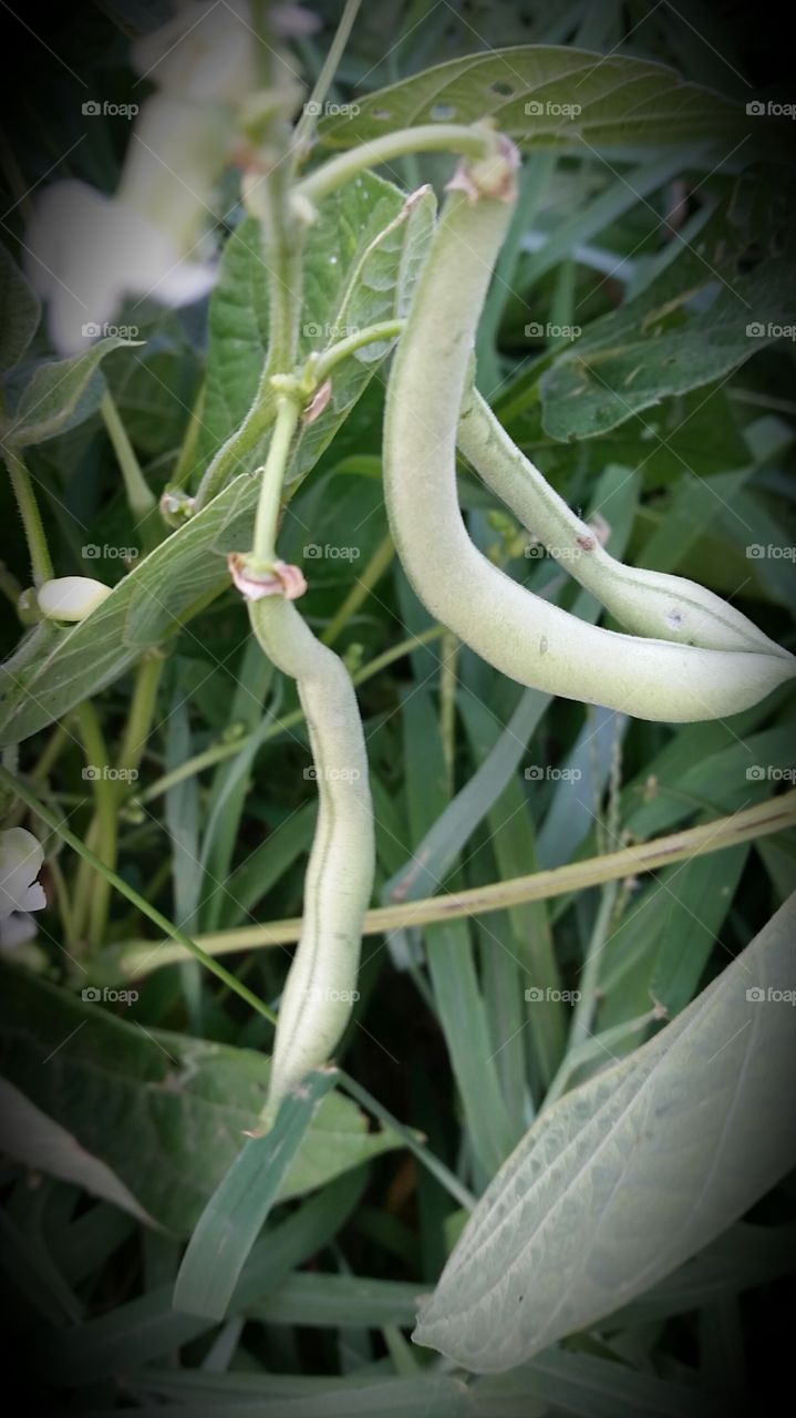 garden. green beans