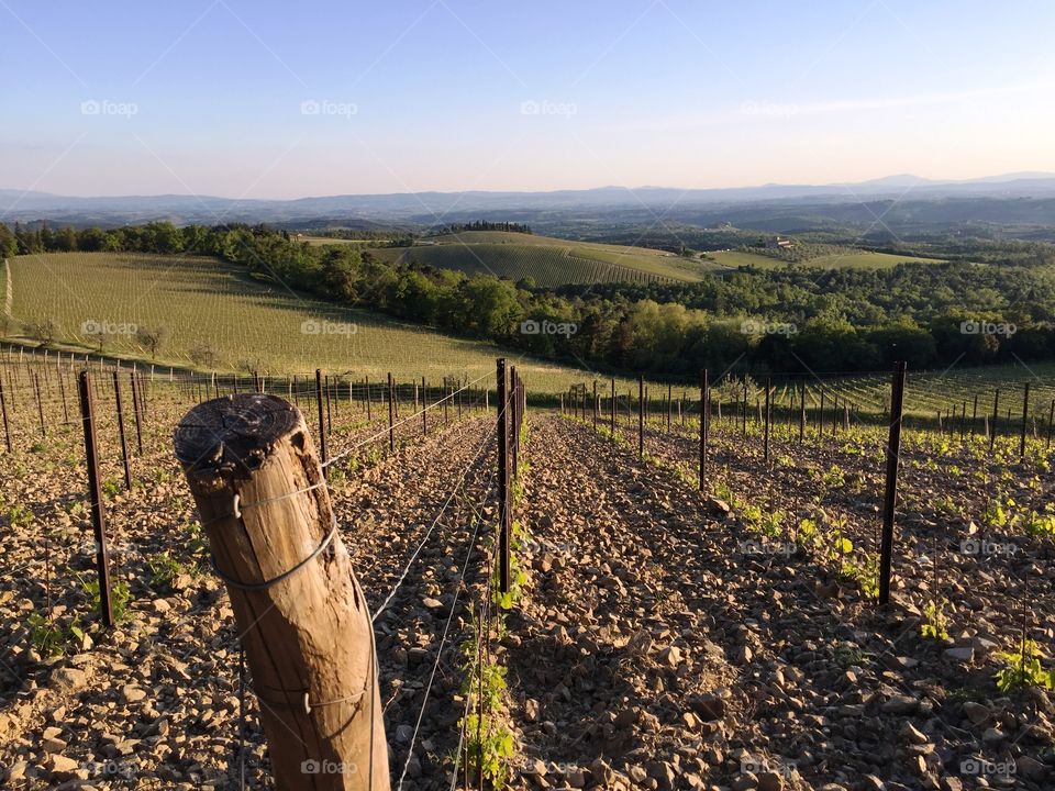 Vineyard - Tuscany - Italy 