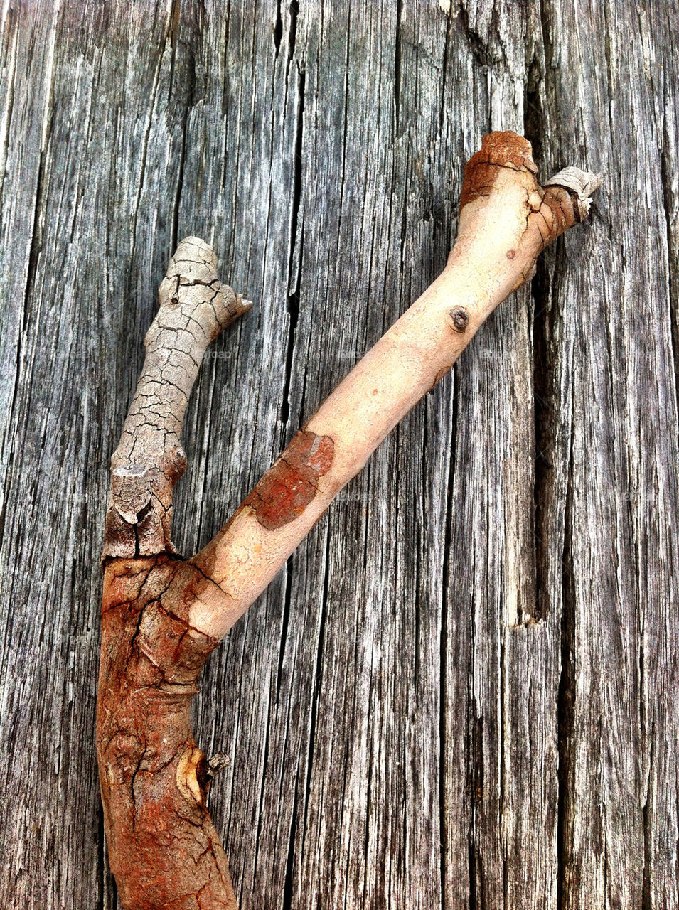 Tree branch on wood