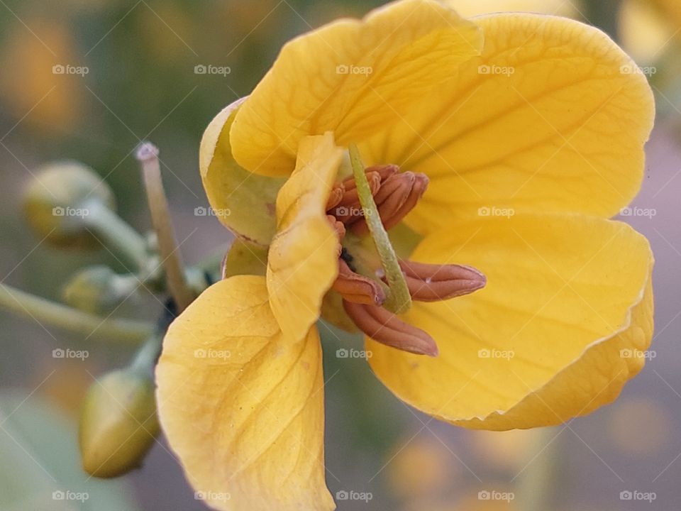 yellow flower petals stigma stamen  and pollens closeup view