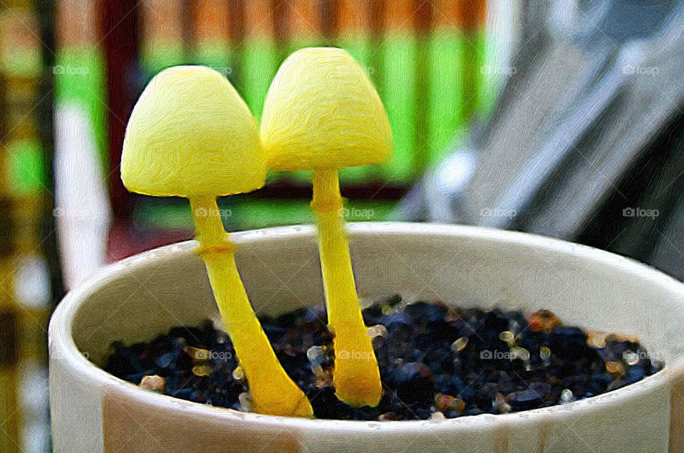 Two mushrooms in a flowerpot. Photograph edited with iPhone camera filter to make it look like it and oil painting. Brushstroke app used.