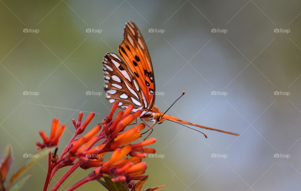 Butterfly on a firebush