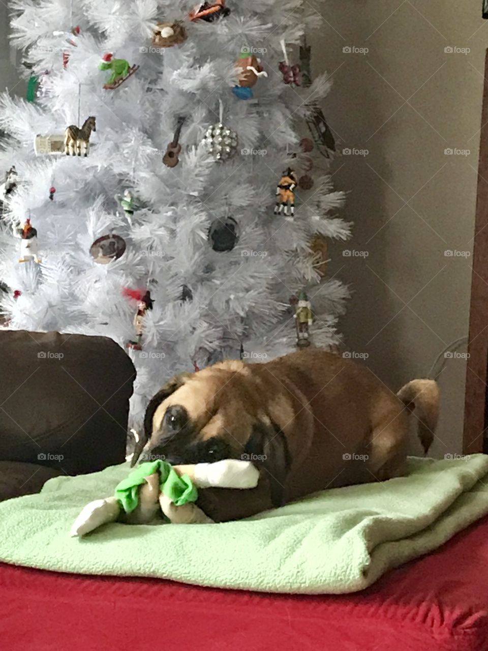 Puggle and a Christmas tree