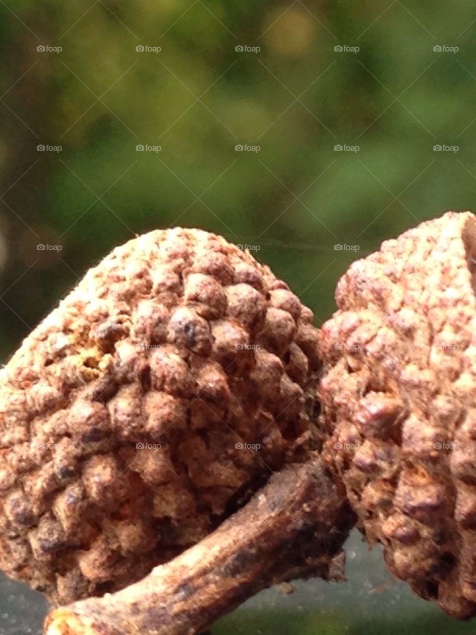 Close up of the back of an acorn