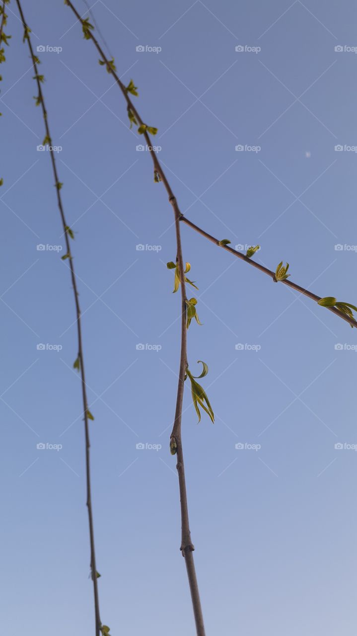 Spring Willow Branch