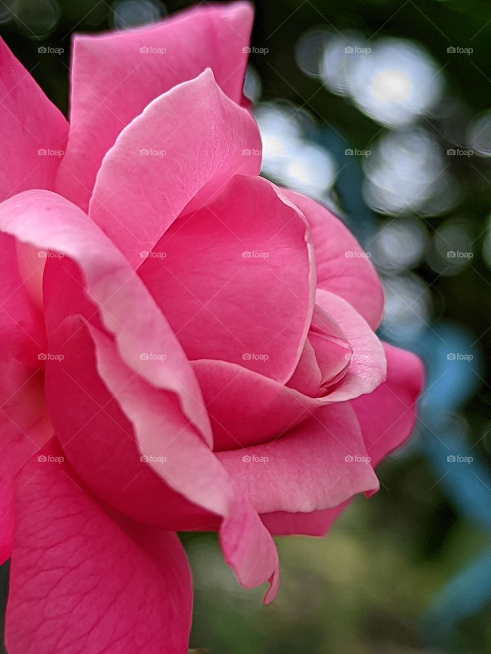 beautiful pink roses with bokeh background