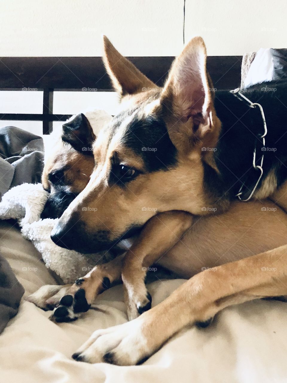 Chihuahua and German Shepherd snuggling 