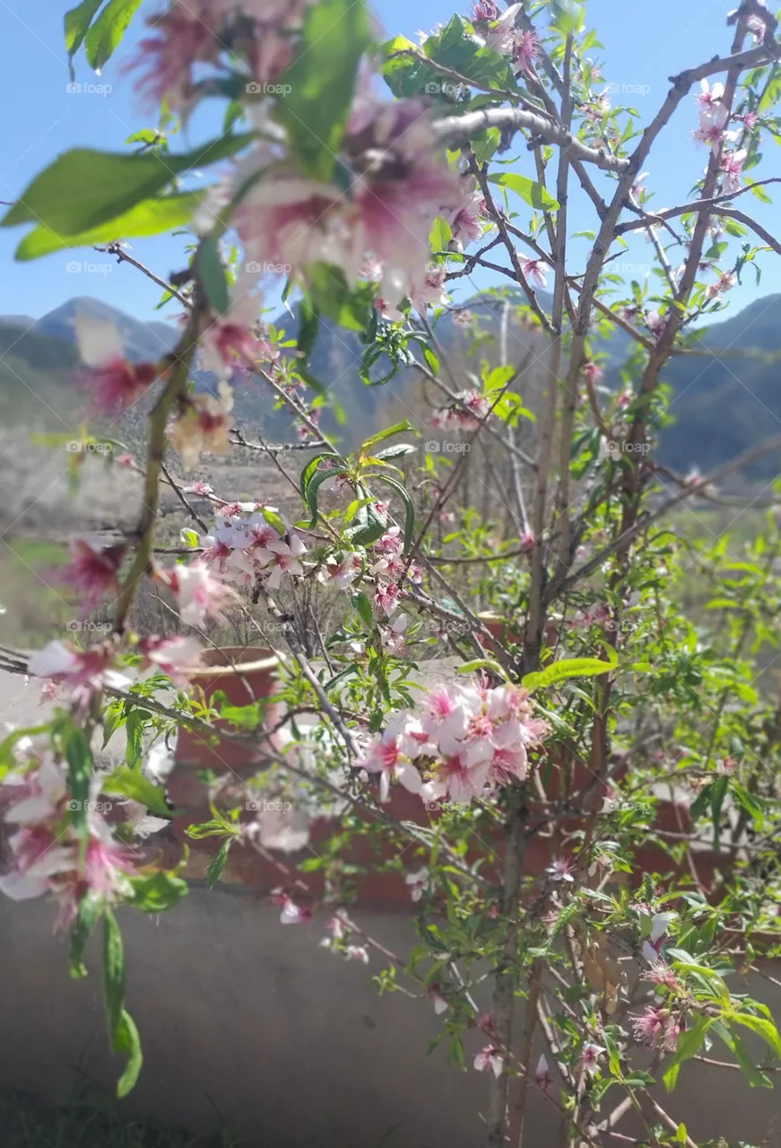 beautiful flower