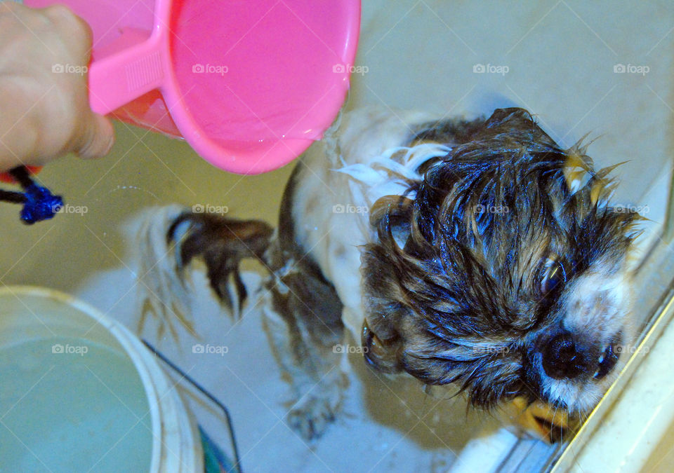 Happy Pekingese dog having a refreshing bath in bathtub