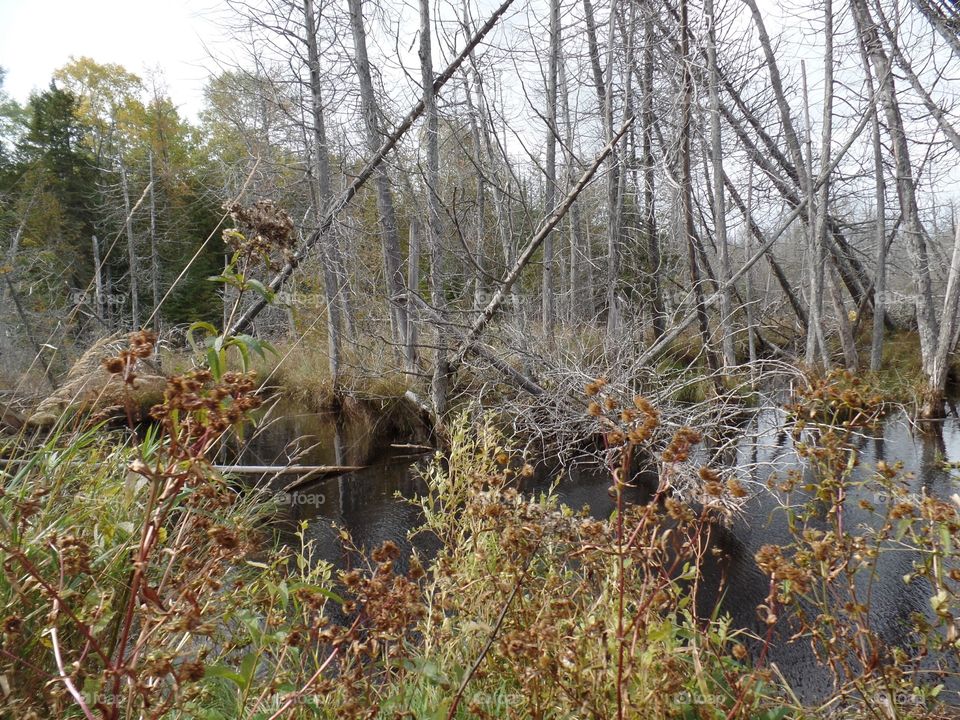 Drummond Island, Michigan 