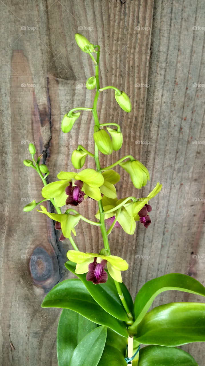 ORCHIDS AND WOOD