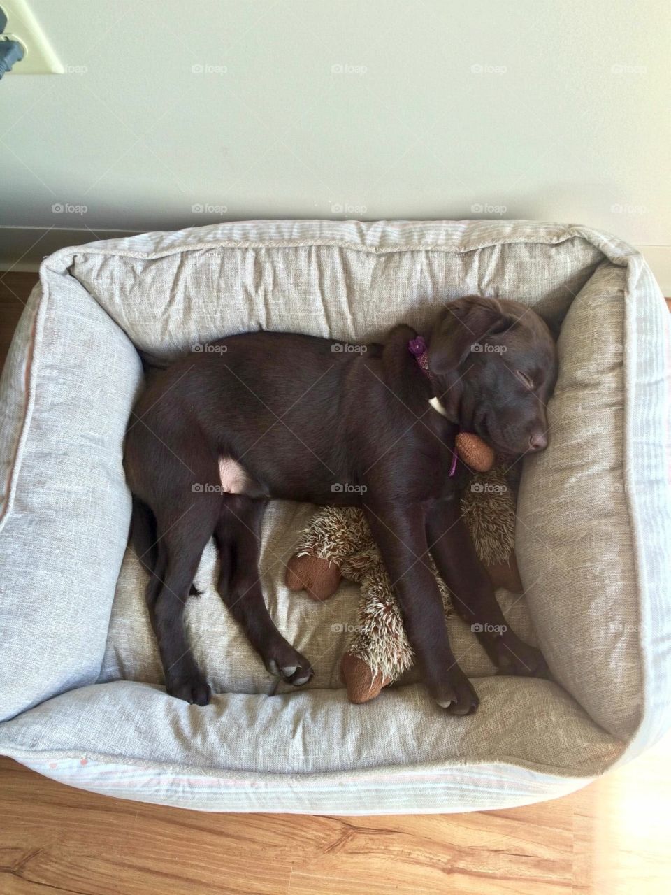 Lacie 14 weeks. Snuggled in her dog bed