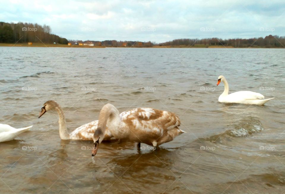 Swan, Bird, Lake, Water, Goose