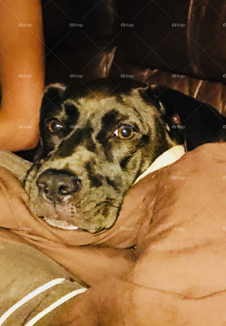 Black Pitt mix aka Salli Mac enjoying her slumber on the couch with pillows and blankets. 