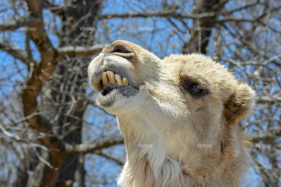 smile big camel