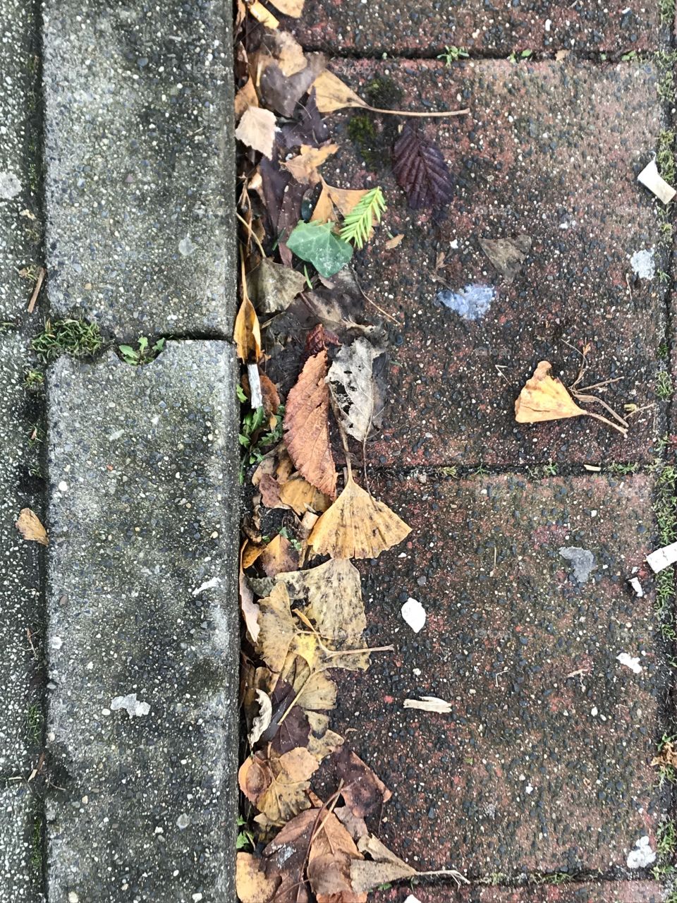 Leaf, Texture, Desktop, Tree, Fall