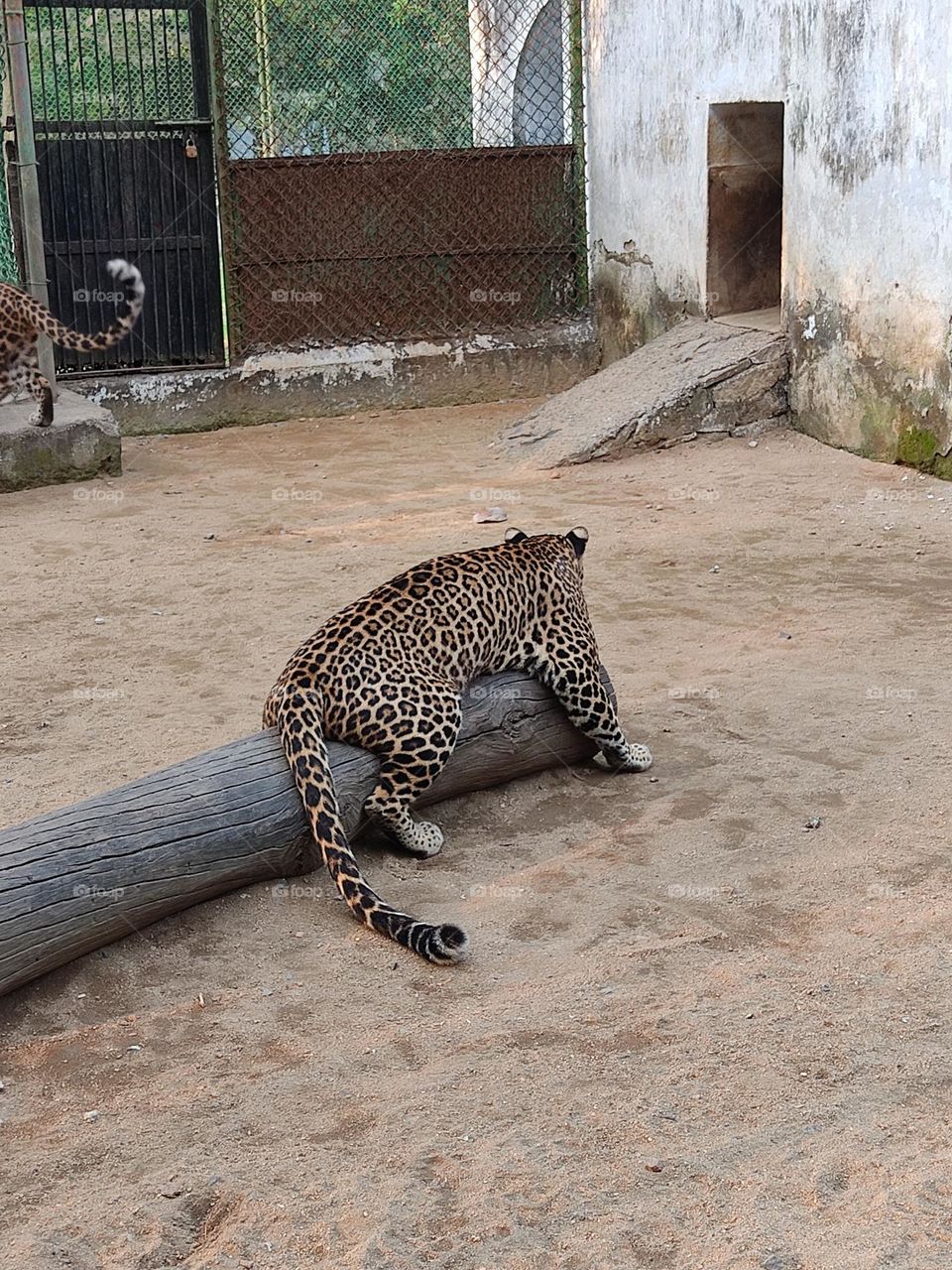 beautiful leopard resting.