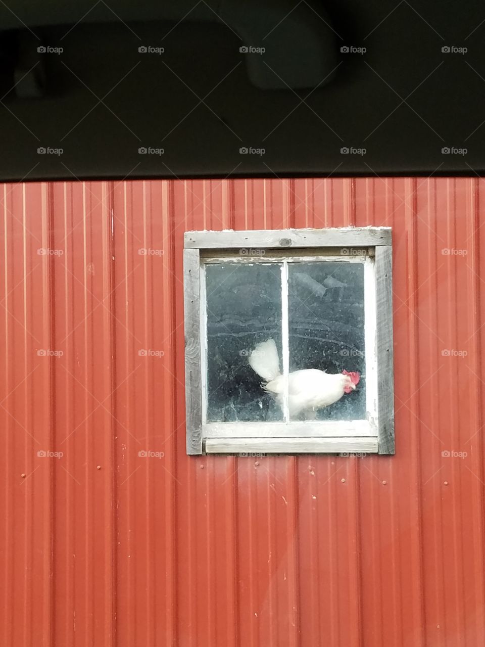 chicken in the window