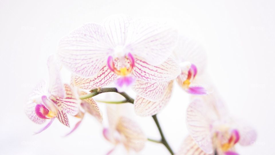 Orchid Flower