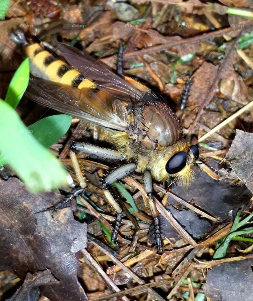 giant wasp